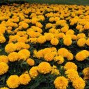 메리골드 이미지