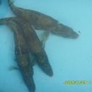 황쏘가리 이미지