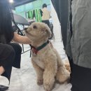 춘천애견미용학원 이미지