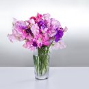 스위트피(sweetpea) 이미지