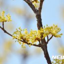 산수유 이미지