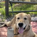 마이펫 | 강아지 휴대용 물병 추천 반려견 산책 마이펫 솔직 후기