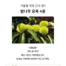 밤나무 이미지