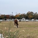 아델 | 안산 캠핑장 베르아델 캠핑장 내돈내산 캠핑 솔직후기