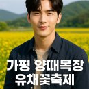 가평 양떼목장 유채꽃축제 후기: 알파카와 함께 걷는 꽃길