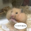 광성홍게장군 이미지