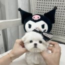 수아펫 이미지