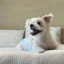 해뜨는창문 애견동반 오션뷰펜션 이미지