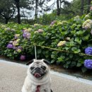 대천천2 | 부산 화명동 대천천누리길 수국축제