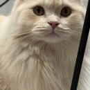 잔다냥 이천점 이미지