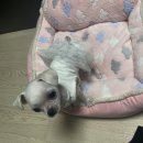 흙 동물병원 | 일산 중산동 동물병원 스마트 후기, 산책하다 돌 삼키고 수술