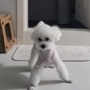 쥬쥬동물병원 이미지