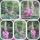 봉오리산신선대의 풀꽃나무...나홀로탐방17 이미지