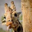 기린에너지 이미지