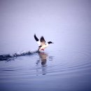 탄금호의 아침 이미지