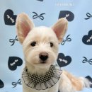 그루멍(groomung) 이미지