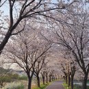 고내천변로 이미지