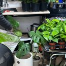 [분갈이 후기] 몬스테라 분갈이 / 스노우 사파이어 입양(우리집 식목일)🌱