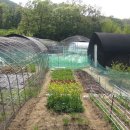 쟁골 농장 이미지