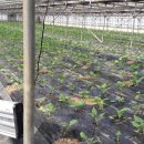 이상봉농장 이미지