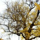 말하는 은행나무 이미지