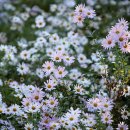 구절초가는길 이미지