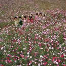 코스모스 어린이집 이미지