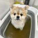 두르밍 | 평택 세교동 애견미용 두르밍