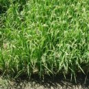 수완실버빌 이미지