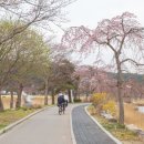 가도 가도 끝이 안보여, 한국에서 가장 긴 벚꽃 길 이미지