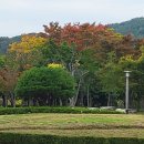 초록 Daum카페