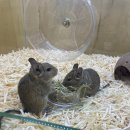 로던트 클럽 이미지