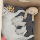 BLK유치원 | 필리핀 영어캠프 시온맘 케네디 국제학교 학습 기숙시설 종합 소개