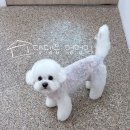 [의정부] 비숑 아츄의 새로운 강아지 미용실 후기 | 댕댕읍멍멍리