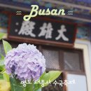 2025년 돈나무꽃 축제 | 영도 수국명소 태종사 2025년 수국꽃 문화축제 관람후기