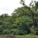 명월 팽나무군락 이미지