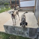 사랑할개 이미지