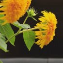 육신사(구) 이미지