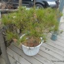 들꽃피는 언덕 이미지