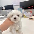 강아지분양애견분양퍼피플라워