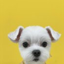 몽몽하개 이미지