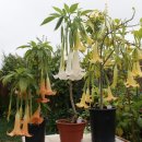 엔젤 트럼펫 (angel's trumpet, 천사의 나팔) 이미지