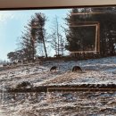 꿈벌사슴목장 이미지