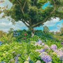 파란하늘빛어린이집 | 제주 수국 명소 / 성산 카페 이스틀리