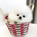 빵실빵실 이미지