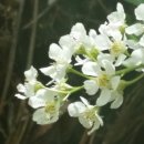 귀룽나무 꽃 이미지