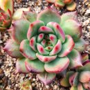 아도라블 이미지