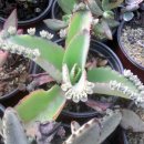 에버그린농장 이미지