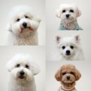 50k 반려견 유치원 이미지