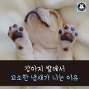 강아지 꼬순내 이미지